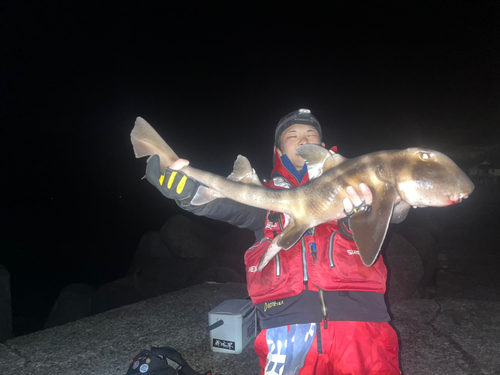 ネコザメの釣果