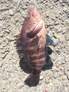 マハタの釣果