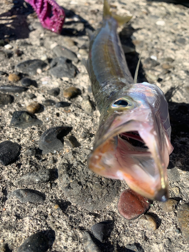 アカカマスの釣果