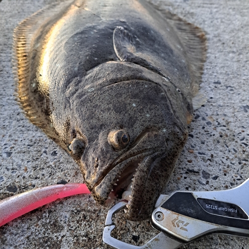 ヒラメの釣果