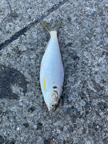 コノシロの釣果