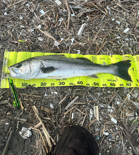 シーバスの釣果