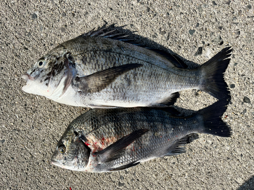 メイタの釣果