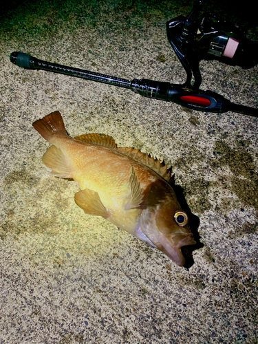 エゾメバルの釣果