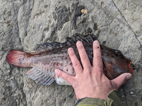 ブダイの釣果