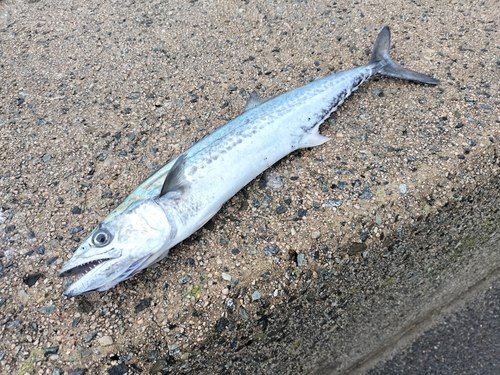 サゴシの釣果