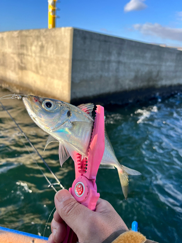 マアジの釣果