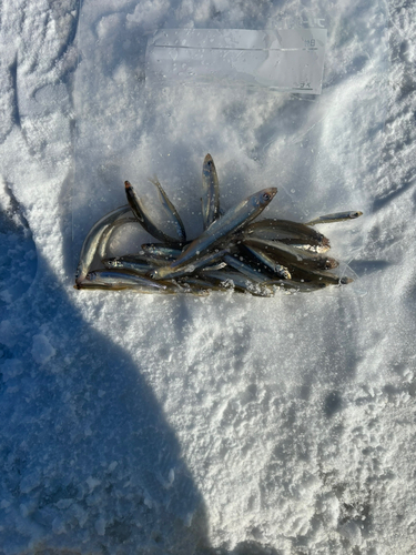 ワカサギの釣果