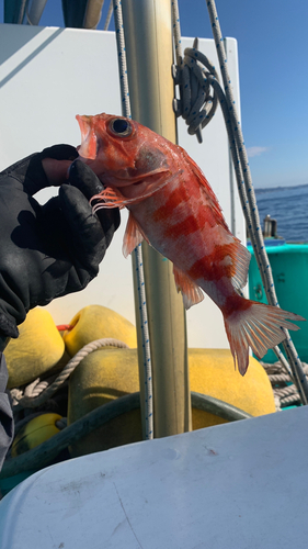 ユメカサゴの釣果