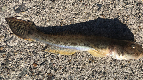 マハゼの釣果