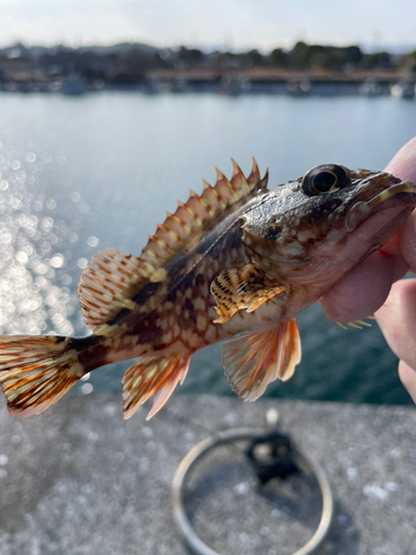 カサゴの釣果