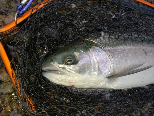 サクラマスの釣果