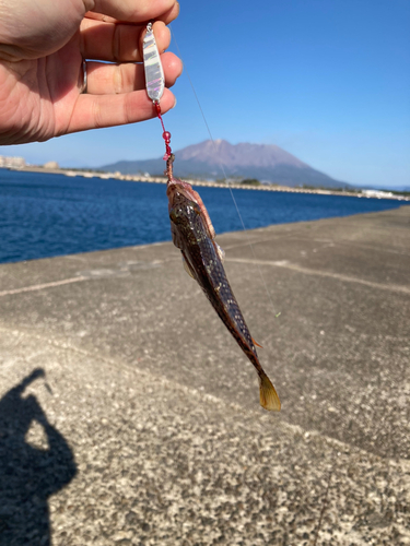 ベラの釣果