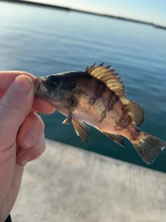 アカメバルの釣果