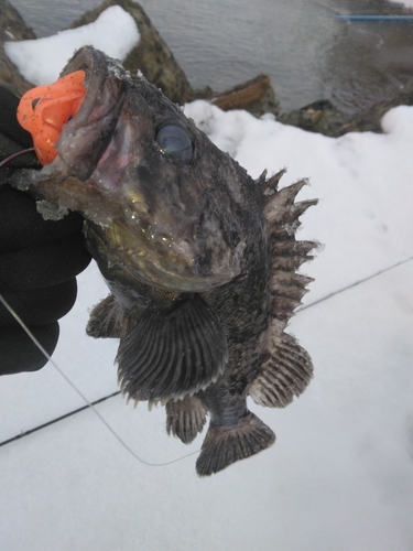 クロソイの釣果