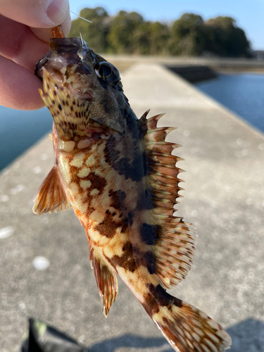 カサゴの釣果