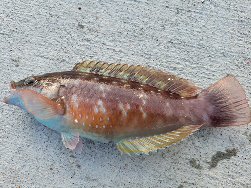 ホシササノハベラの釣果