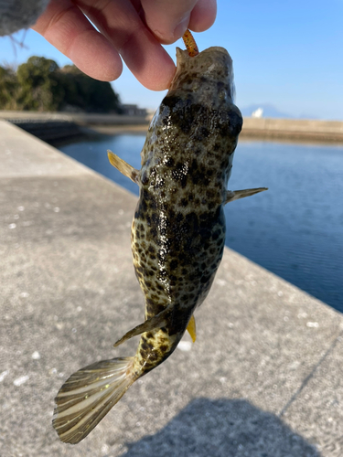 フグの釣果