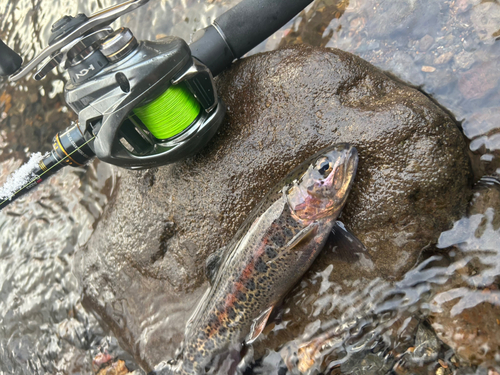 ニジマスの釣果