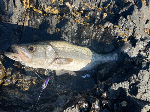 ヒラスズキの釣果