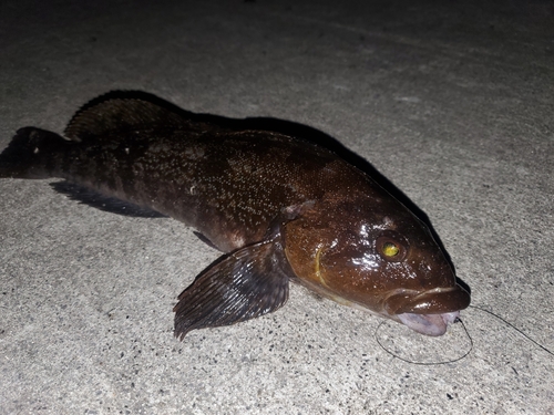 アイナメの釣果