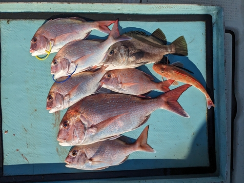 マダイの釣果