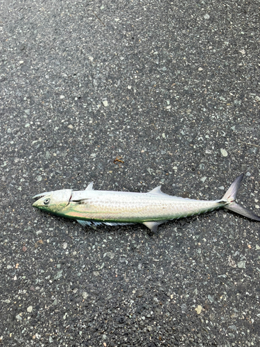 サゴシの釣果