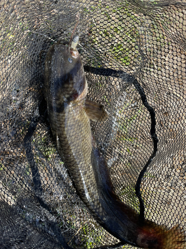 ナマズの釣果