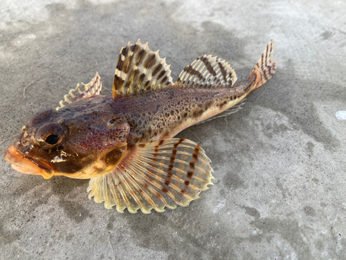 カジカの釣果