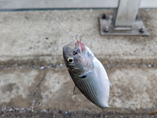 コノシロの釣果