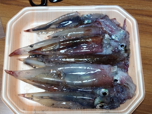 ヤリイカの釣果