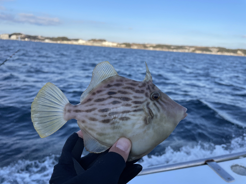 カワハギの釣果