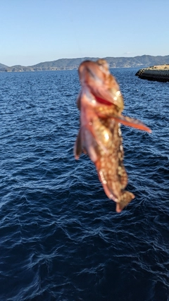 アラカブの釣果