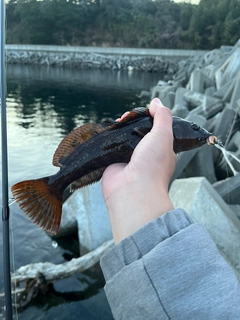 アイナメの釣果