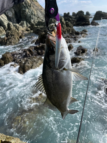 ヒラスズキの釣果