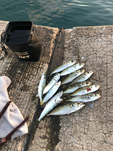 アジの釣果