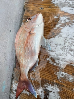 マダイの釣果