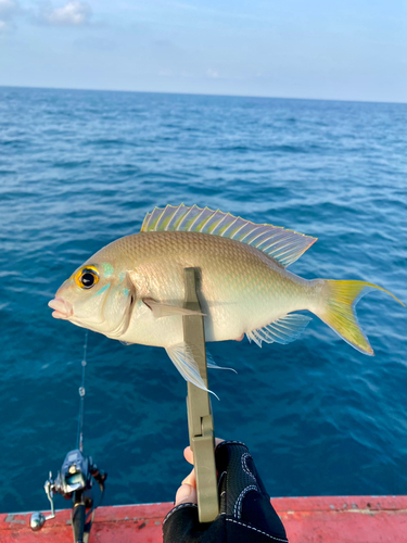 ヒトスジタマガシラの釣果