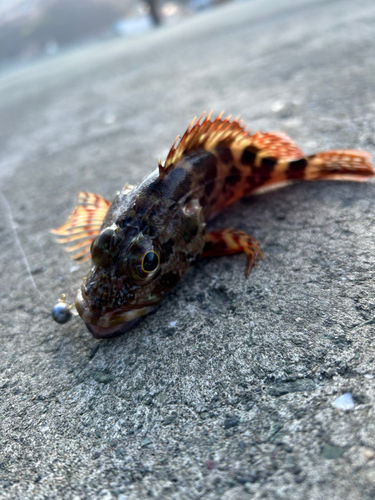 カサゴの釣果