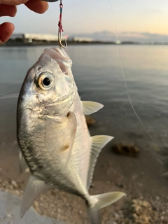 ガーラの釣果