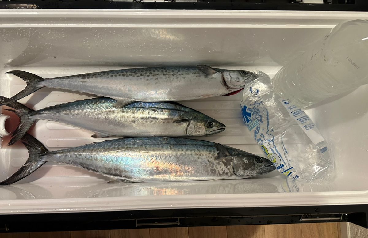 ちゅいんさんの釣果 2枚目の画像