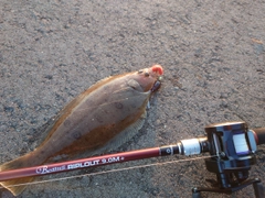 カレイの釣果