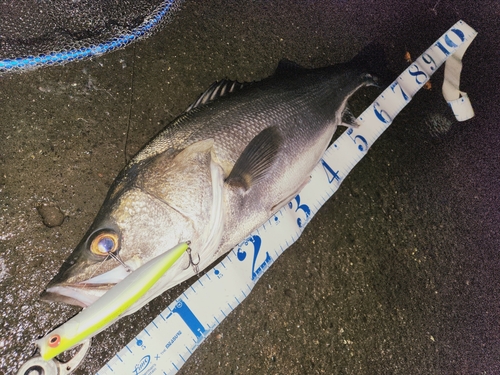 シーバスの釣果