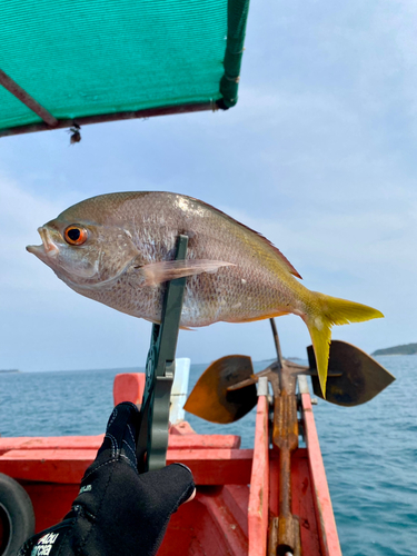 ユメウメイロの釣果