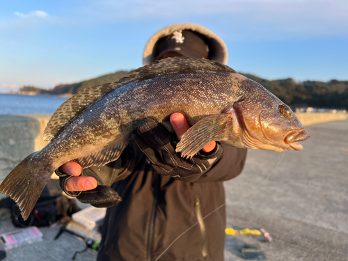 アイナメの釣果