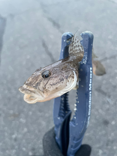 ハゼの釣果