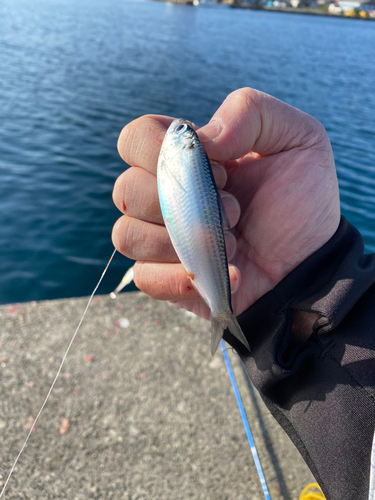 ママカリの釣果