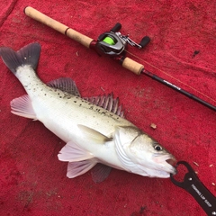 タイリクスズキの釣果