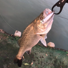 タイリクスズキの釣果