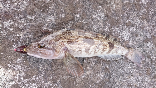 アイナメの釣果